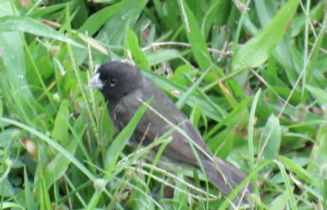 Yellow-bellied Seedeater - ML208789731