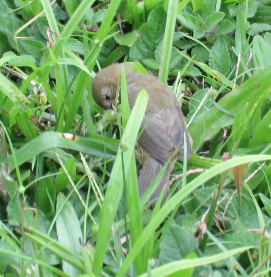 Yellow-bellied Seedeater - ML208789741