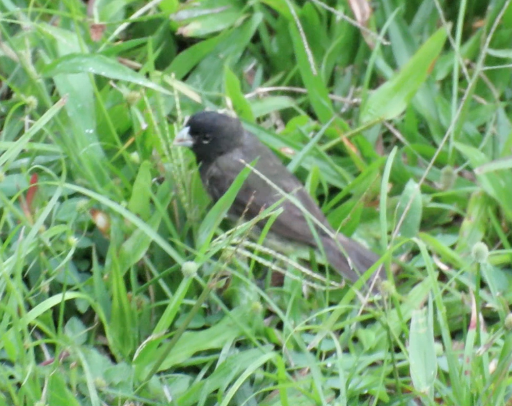Yellow-bellied Seedeater - ML208789761