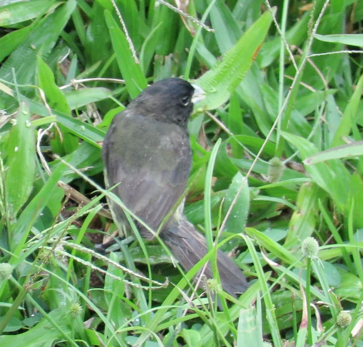Yellow-bellied Seedeater - ML208789771