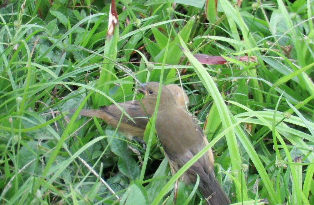 Yellow-bellied Seedeater - ML208789781