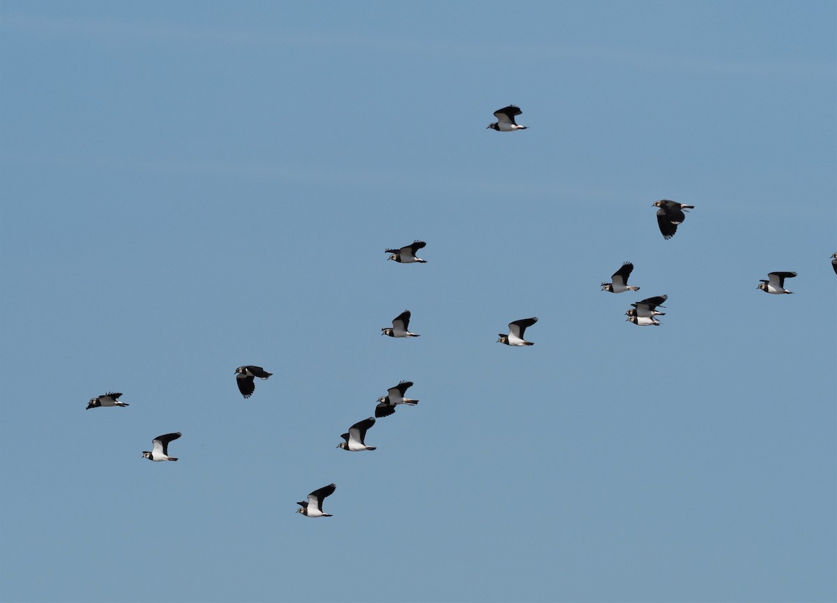 Northern Lapwing - Faustino Chamizo Ragel