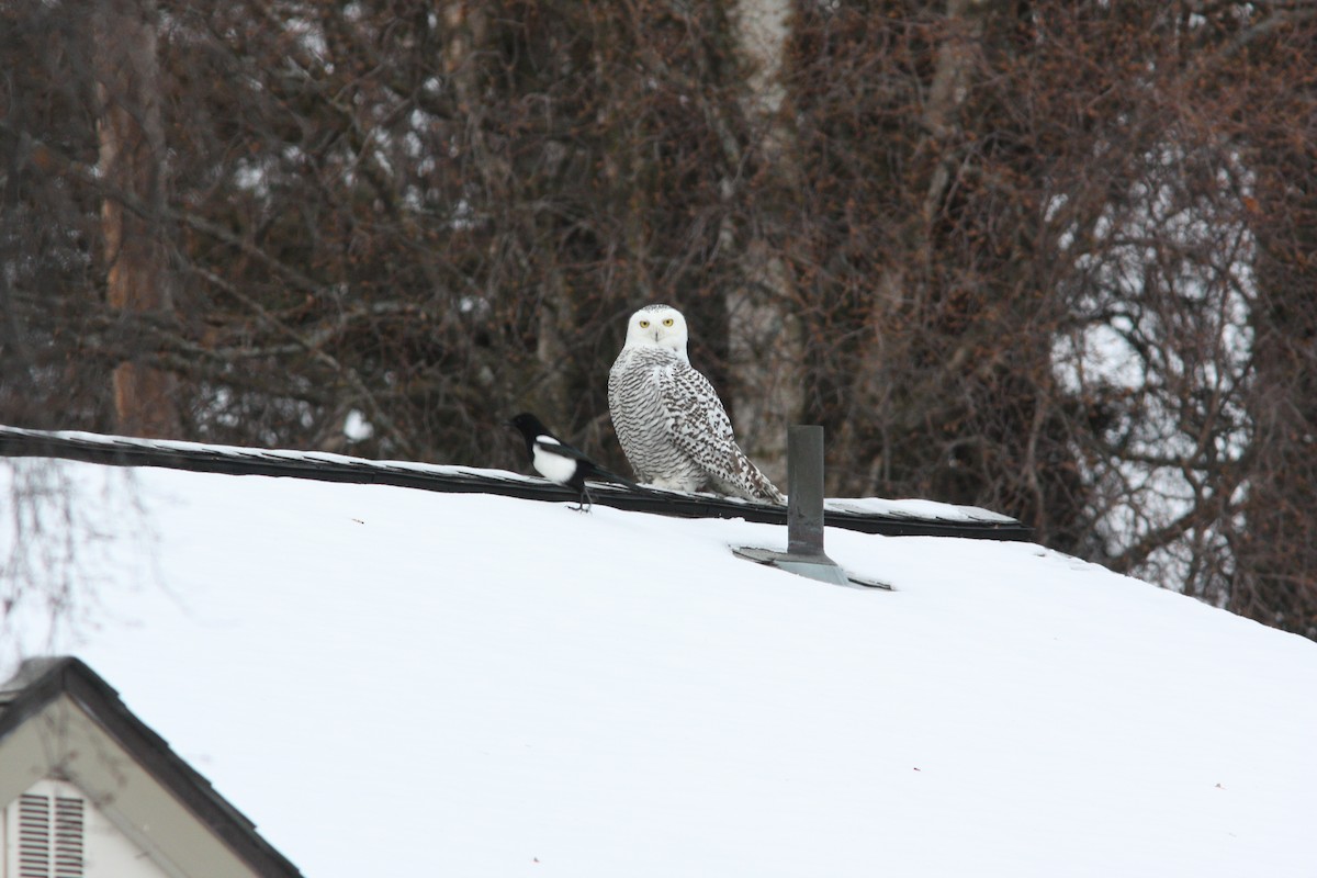 Snowy Owl - Aaron Bowman