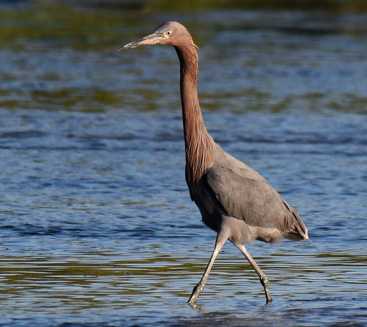 Reddish Egret - Steven Mlodinow