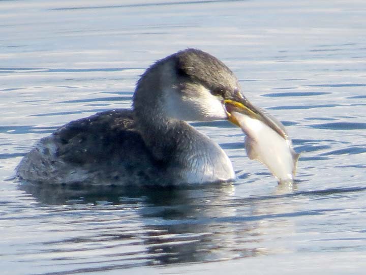 Red-necked Grebe - ML20879071
