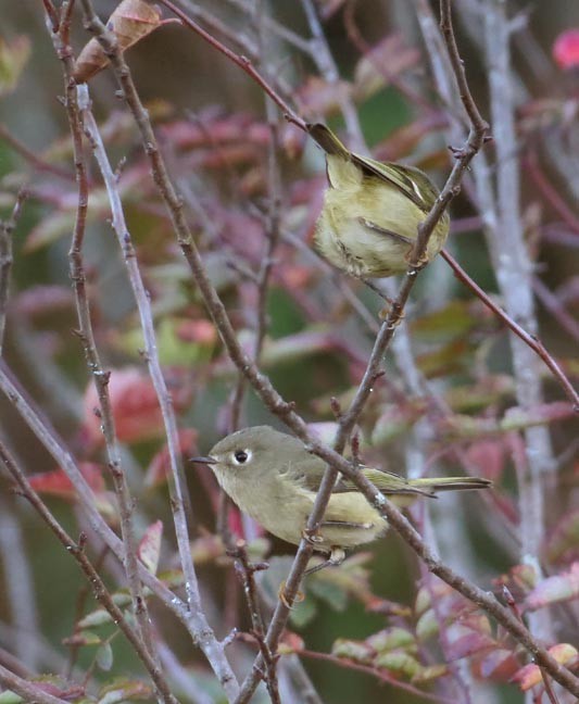 Ruby-crowned Kinglet - ML20879151