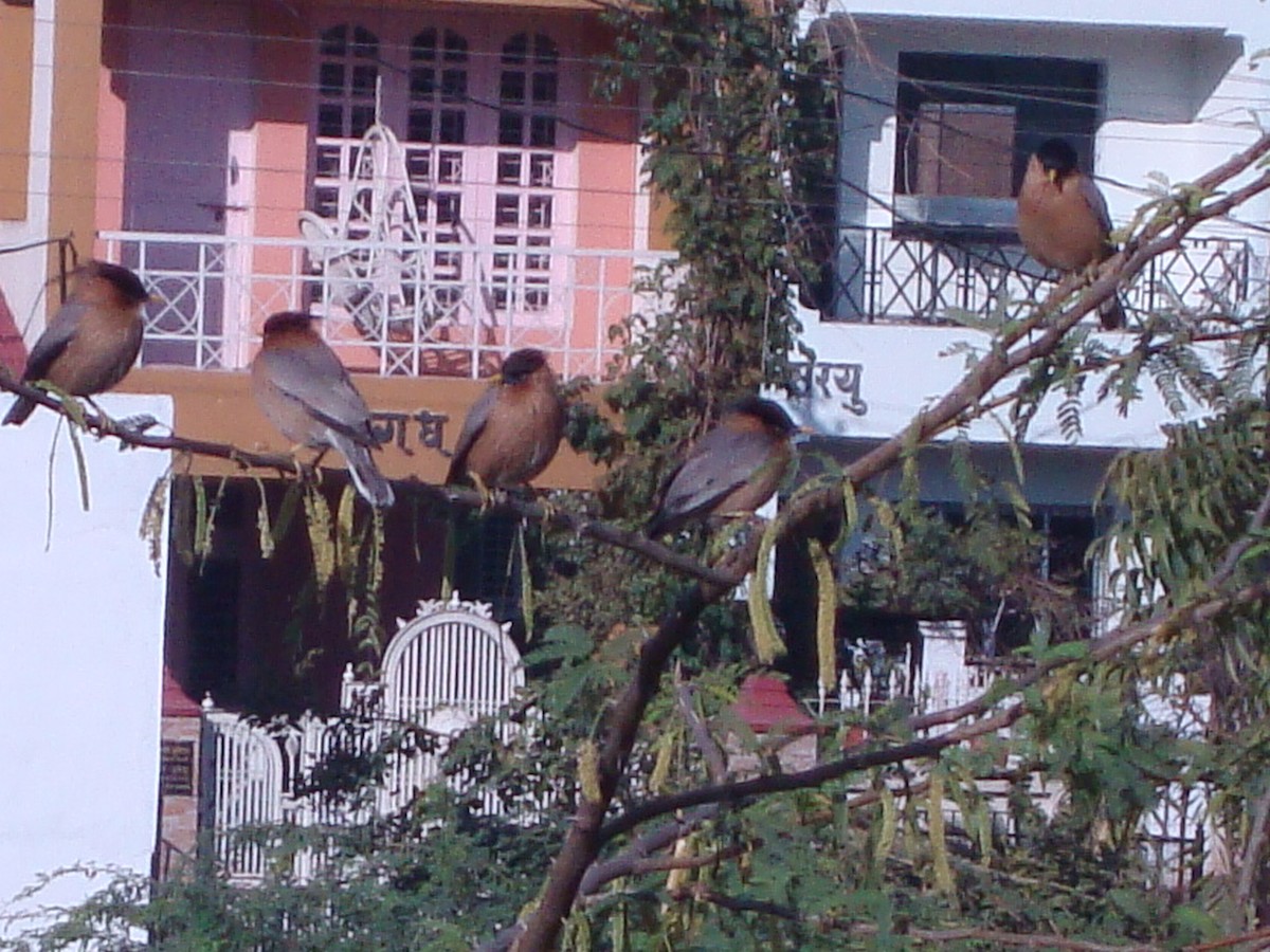 Brahminy Starling - ML208792171