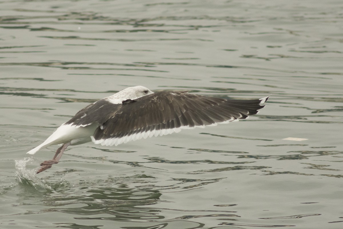 Great Black-backed Gull - Javier Ruiz Alba