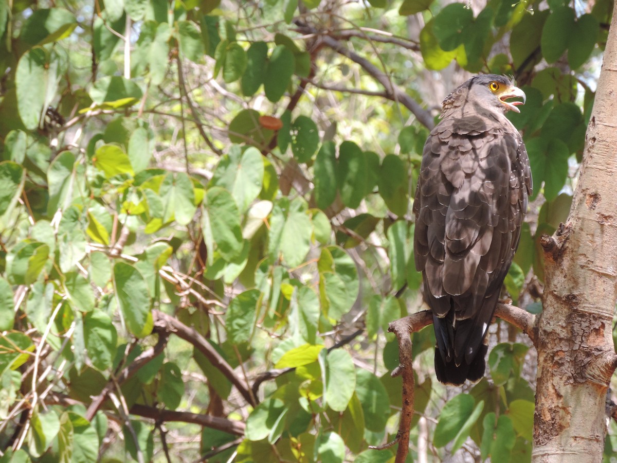 Haubenschlangenadler - ML208792971