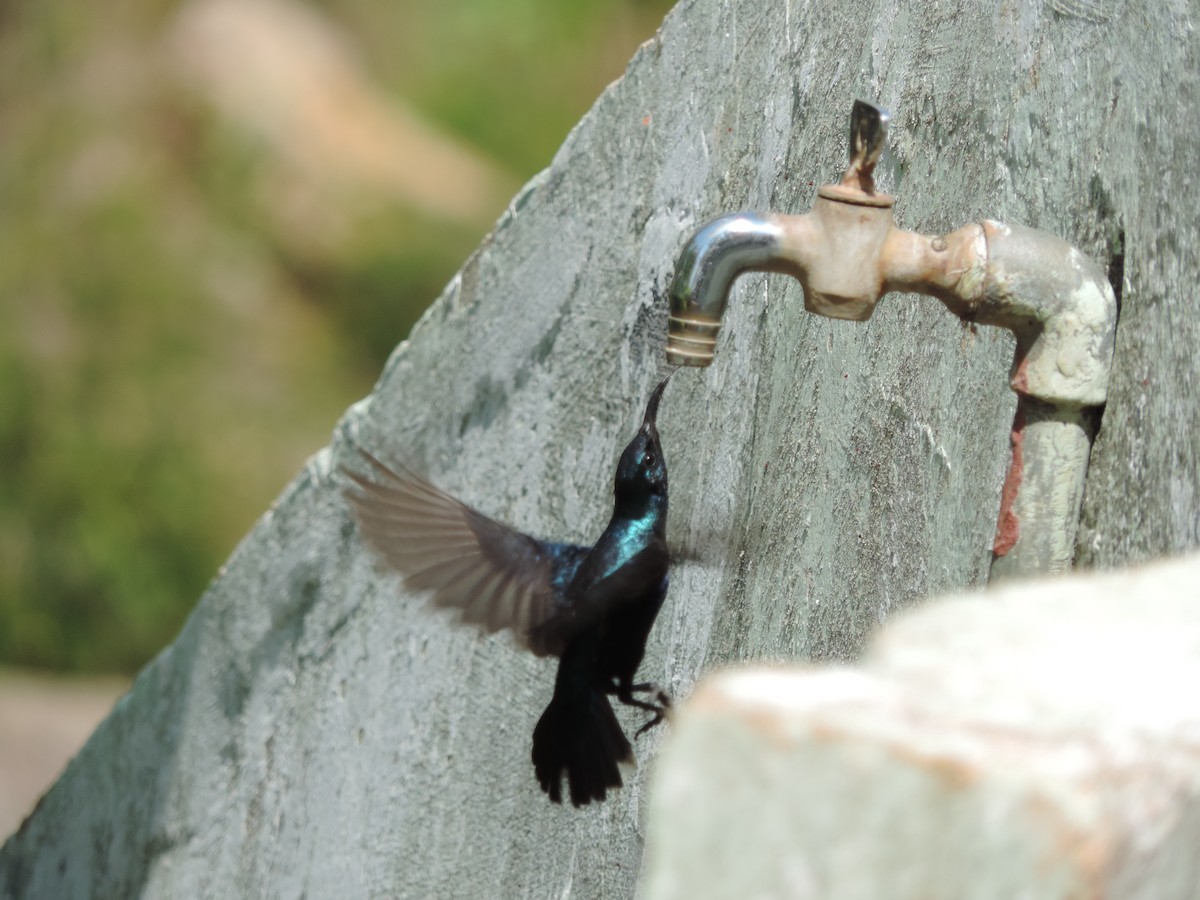 Purple Sunbird - Rakshita Ukesh