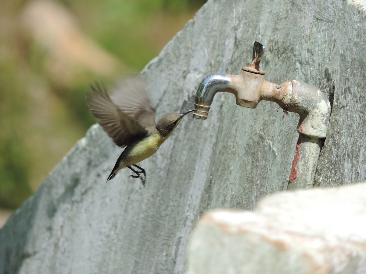 Purple-rumped Sunbird - ML208794441