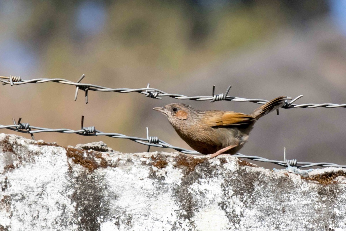 Streaked Laughingthrush - ML208797611