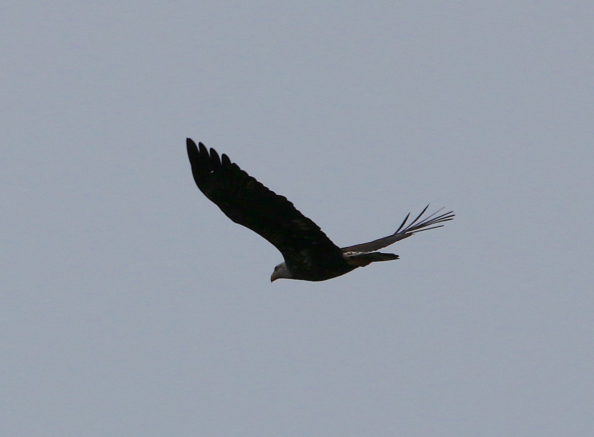 Bald Eagle - Lori White