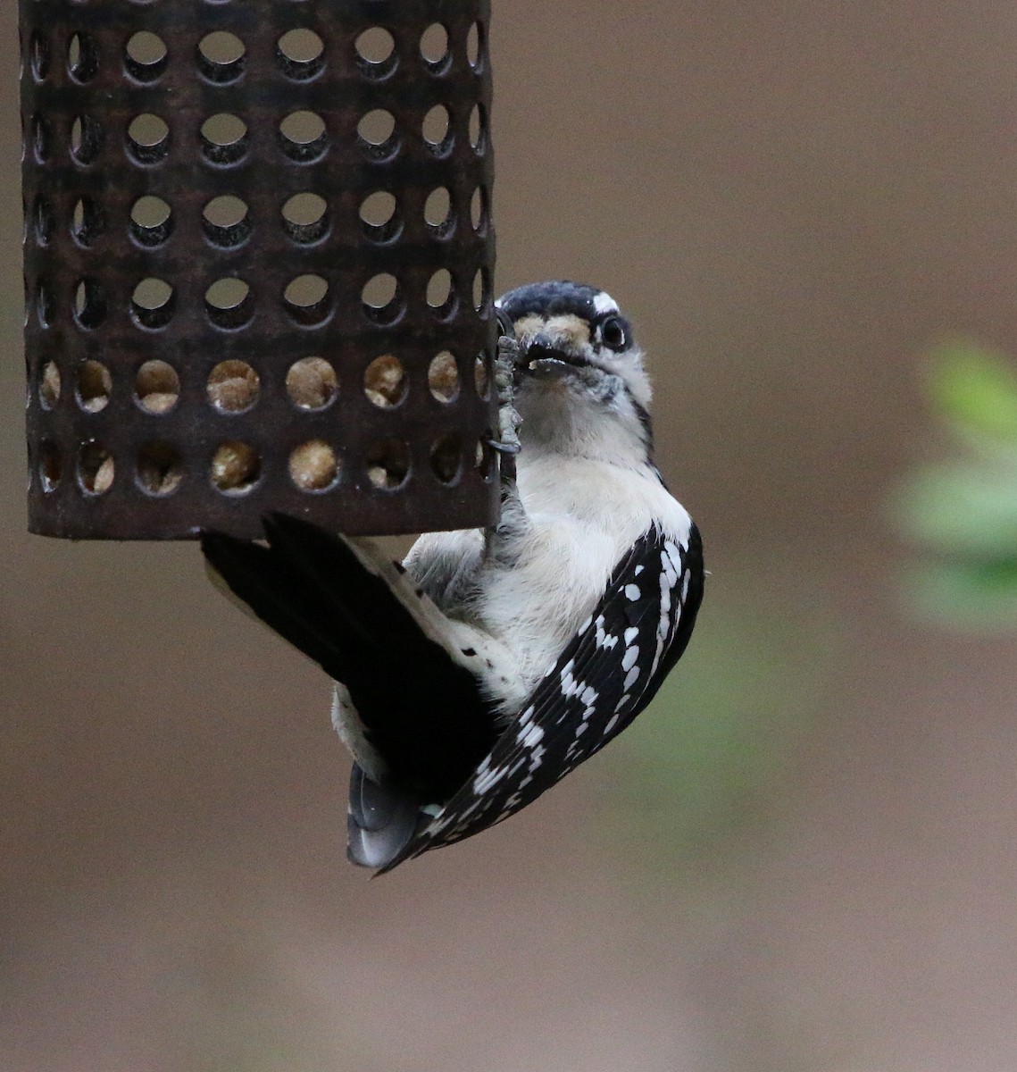 Downy Woodpecker - ML208798281