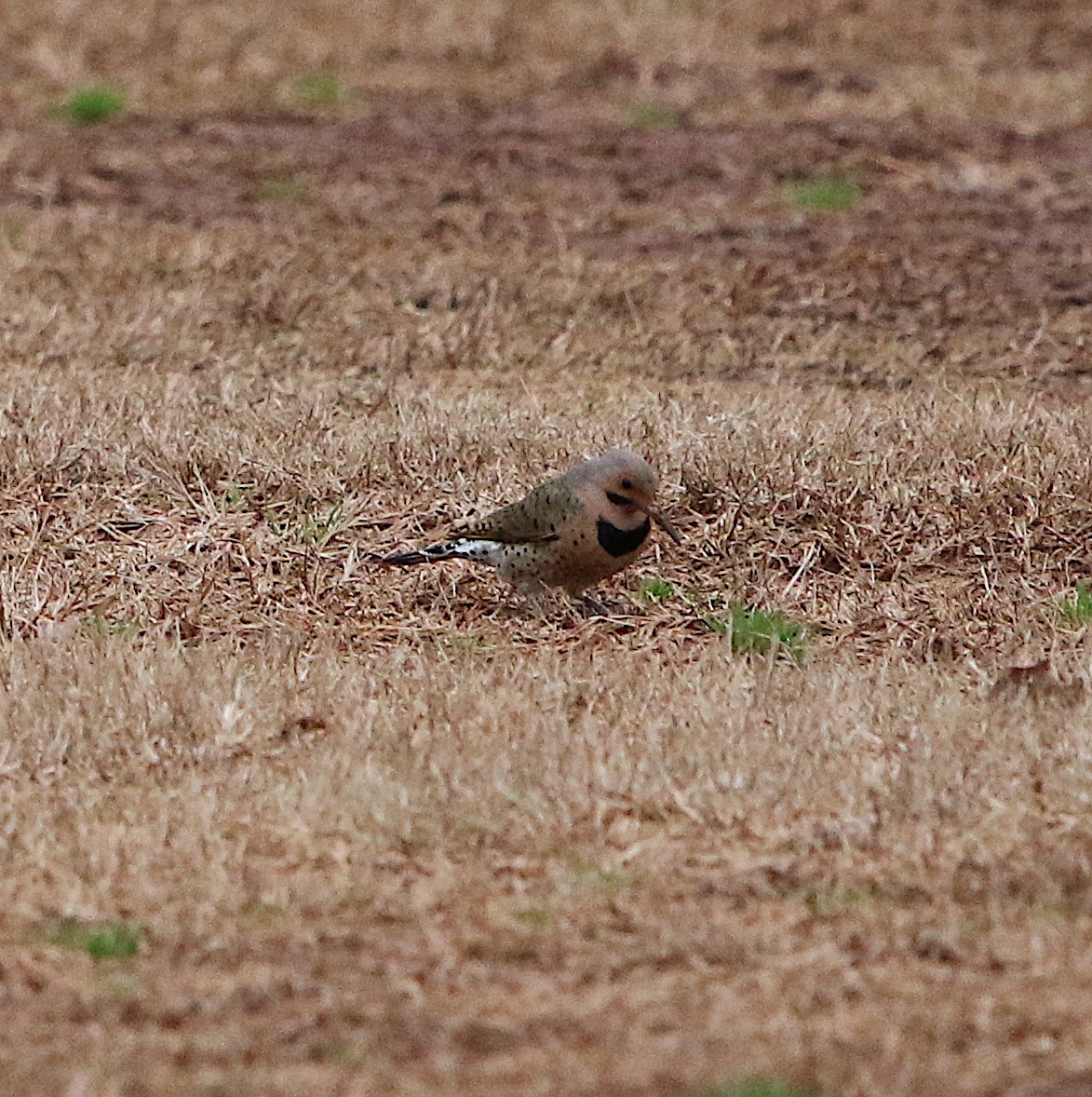 Northern Flicker - ML208798291