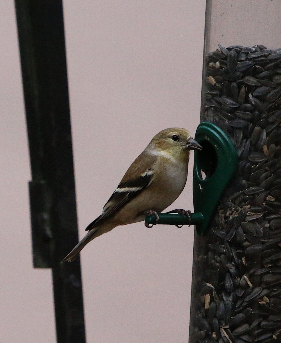 American Goldfinch - ML208798421
