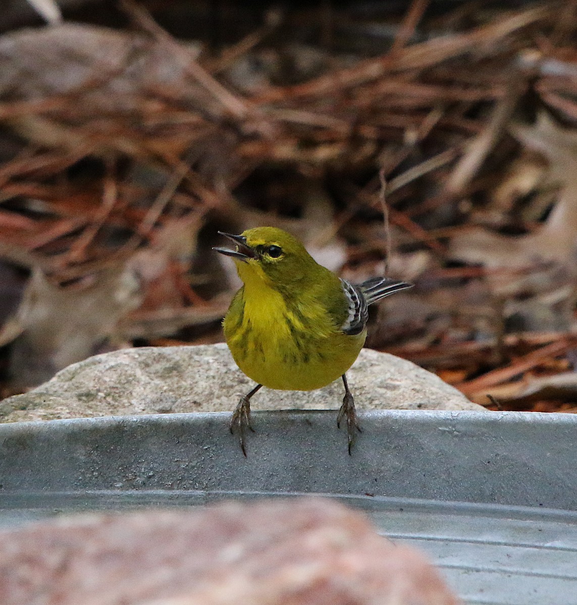 Pine Warbler - ML208798501
