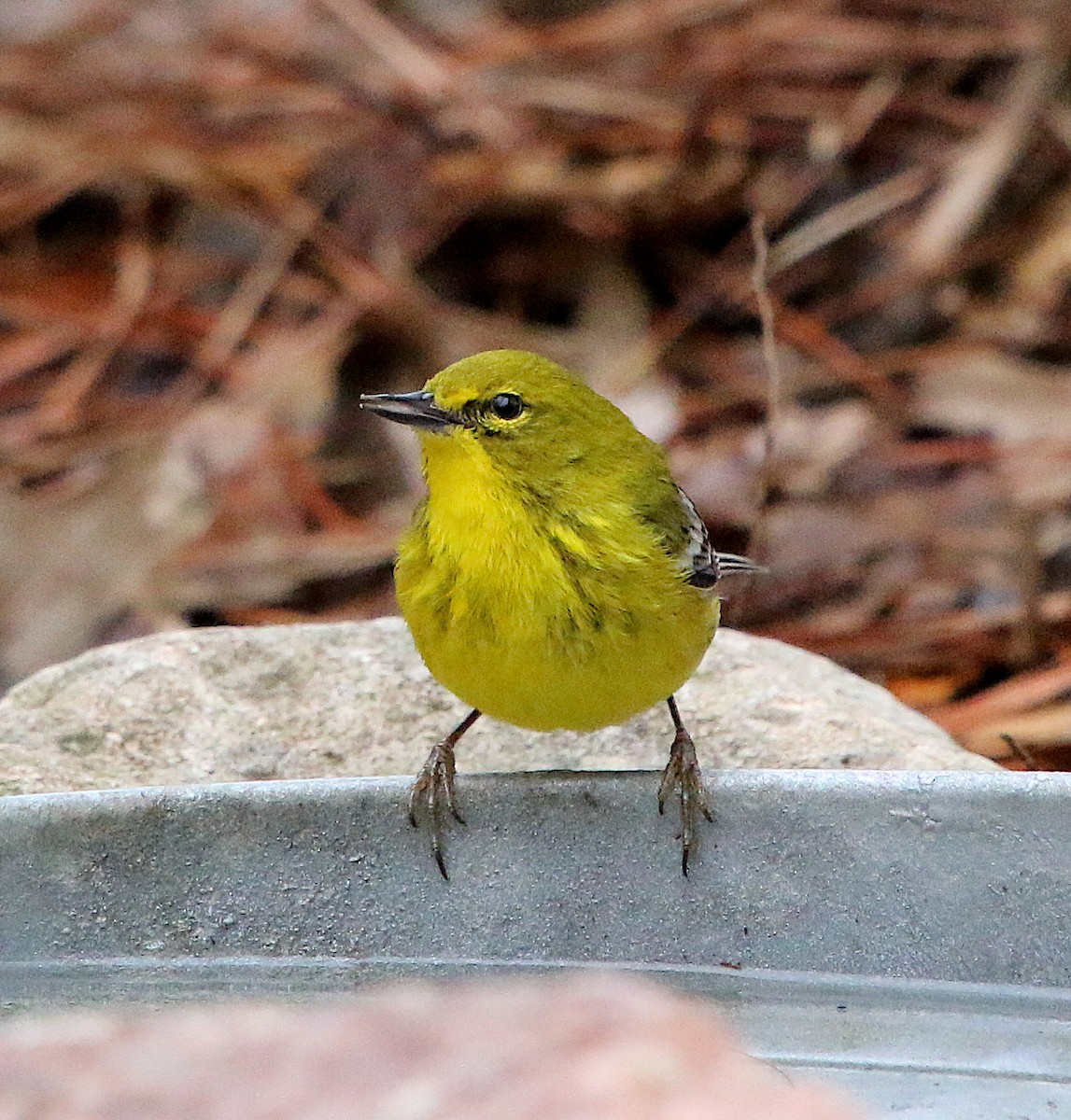 Pine Warbler - ML208798521