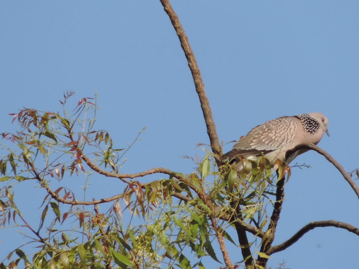 Spotted Dove - Rakshita Ukesh