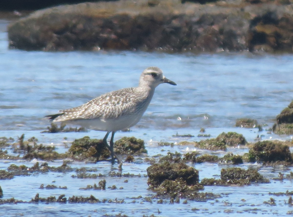 Black-bellied Plover - Simon Gorta