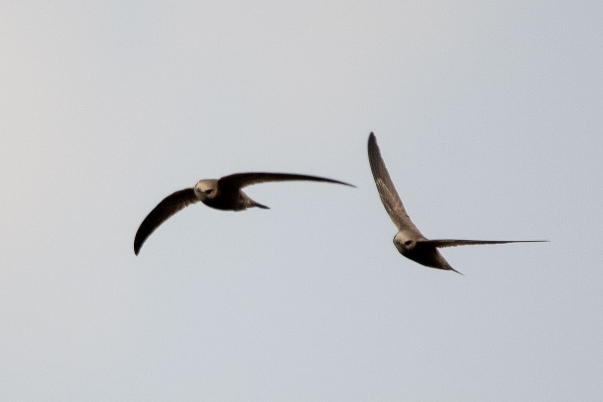 Pallid Swift - ML208802831