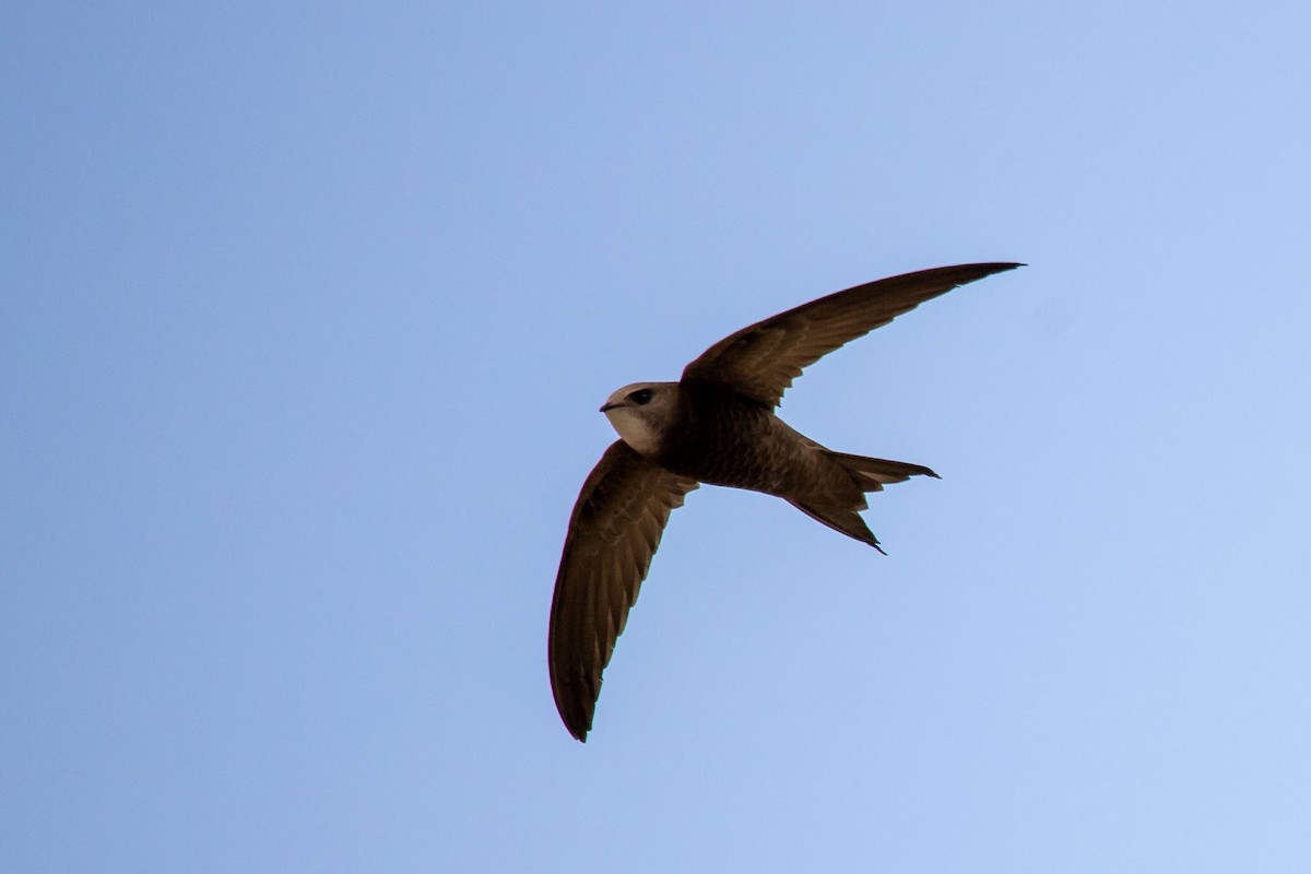 Pallid Swift - ML208802841