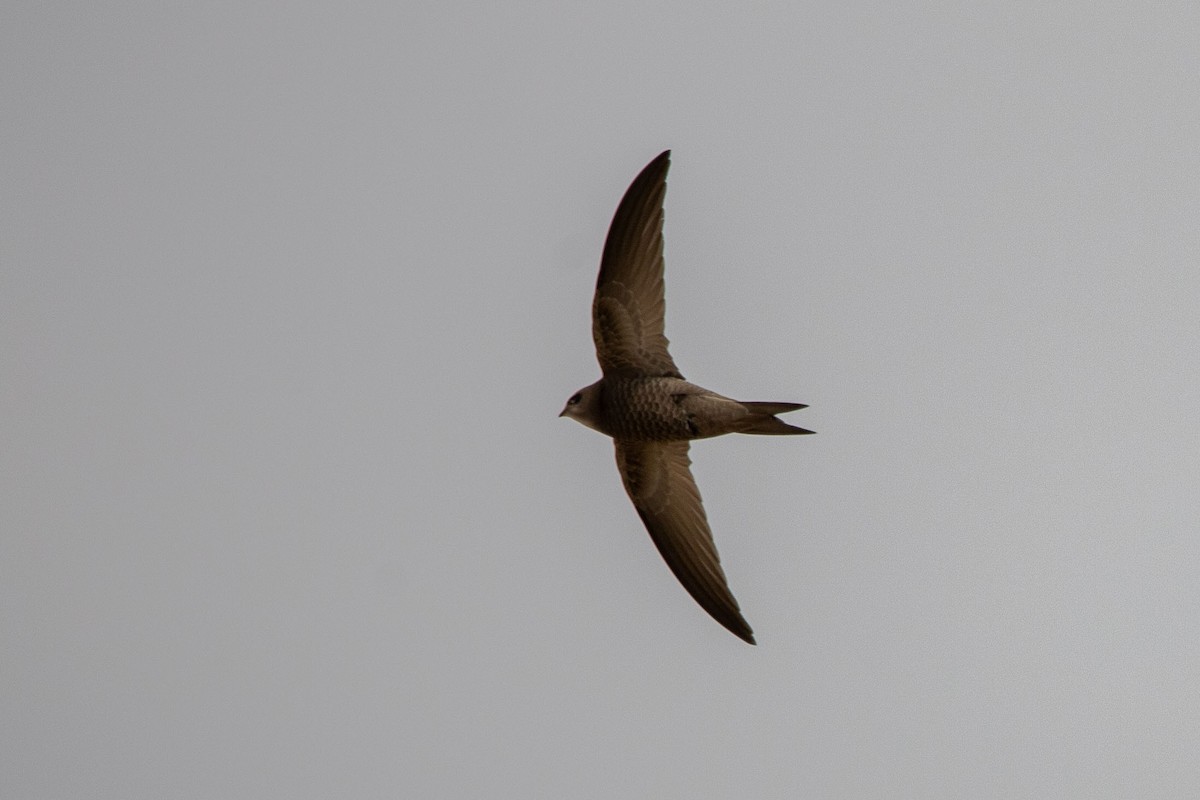 Pallid Swift - ML208802851