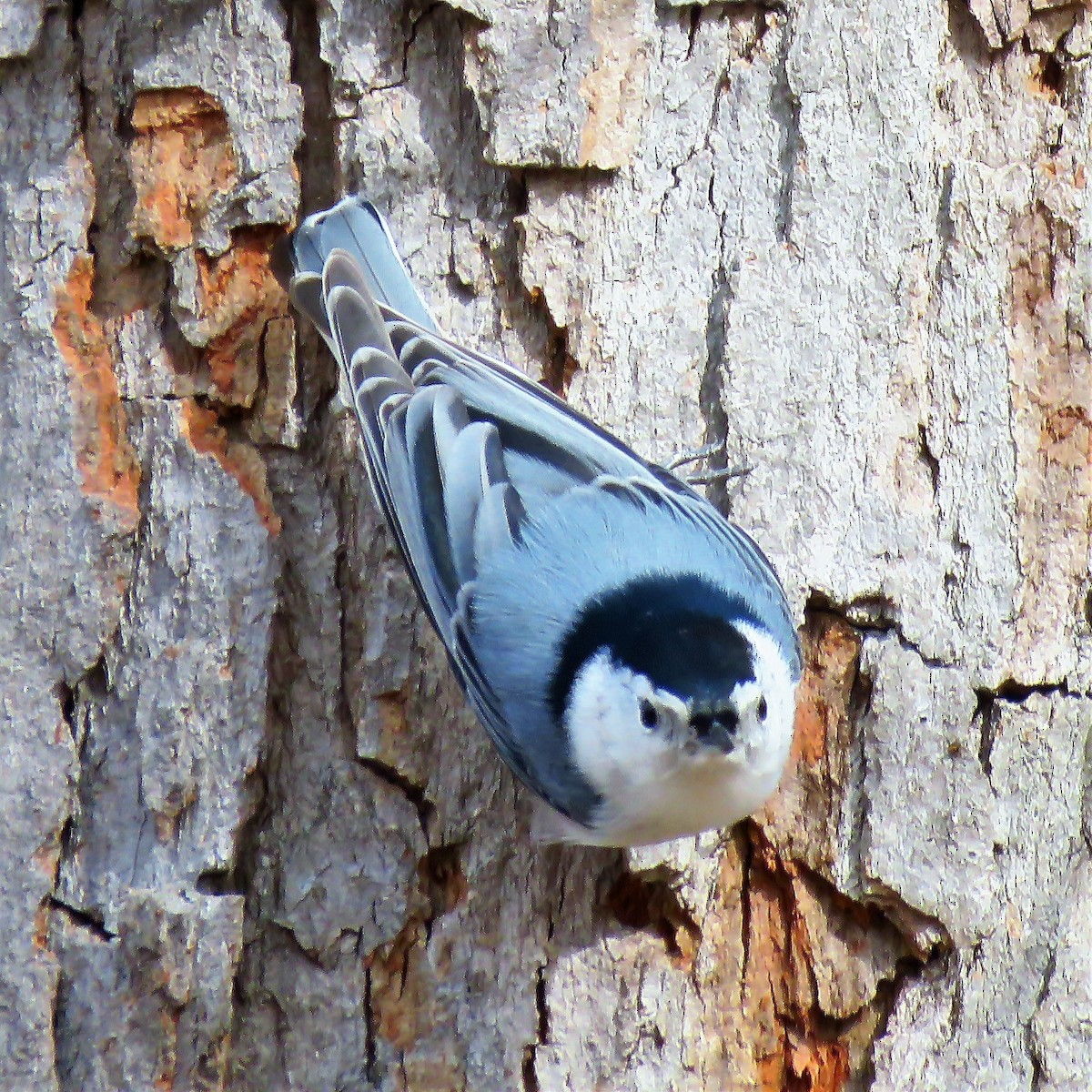 White-breasted Nuthatch - ML208804061