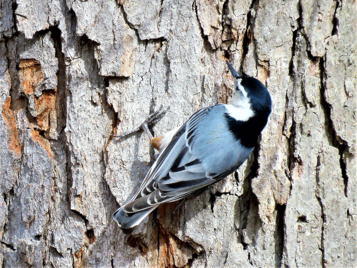 White-breasted Nuthatch - ML208804091