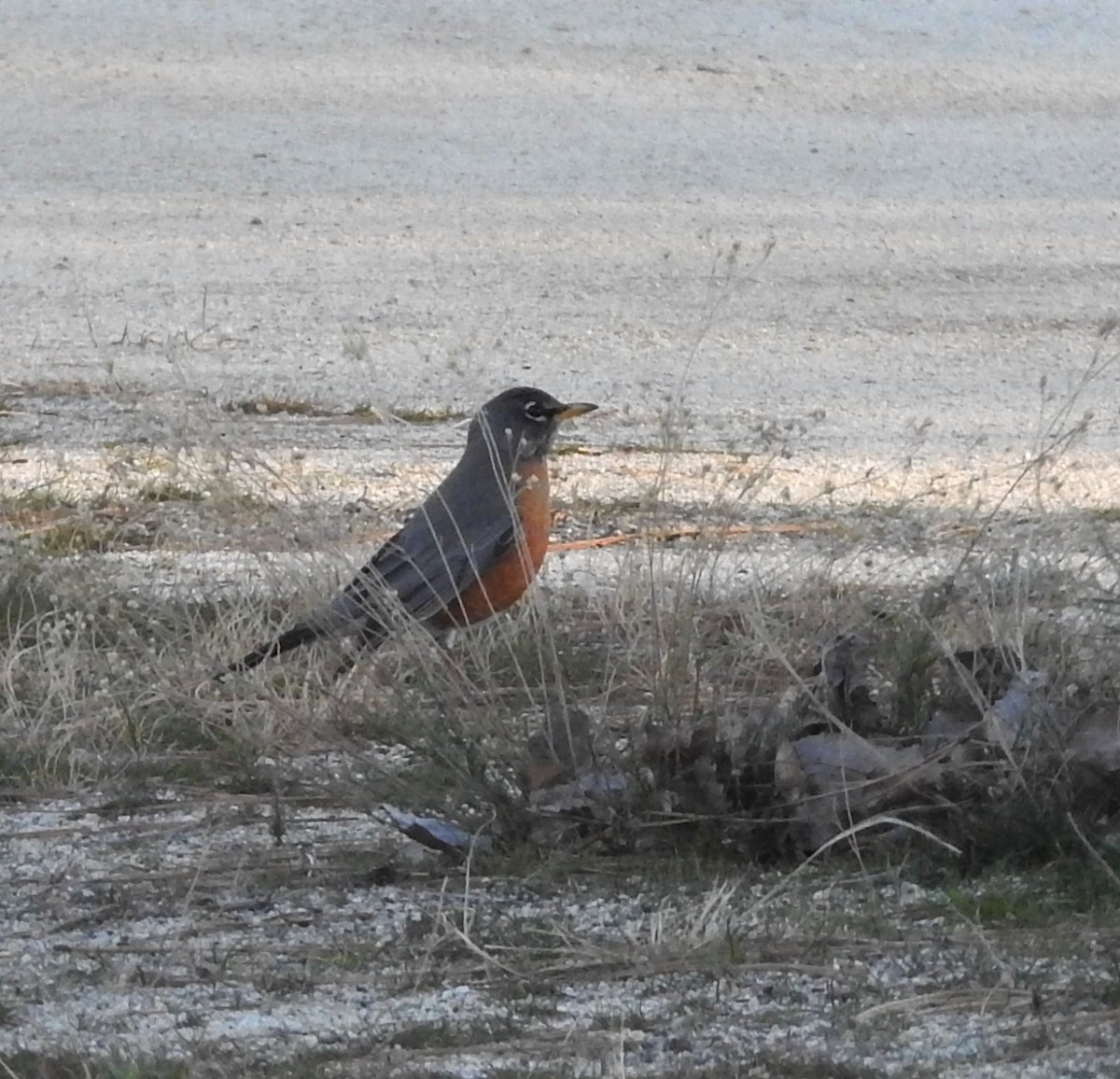 American Robin - ML208805321