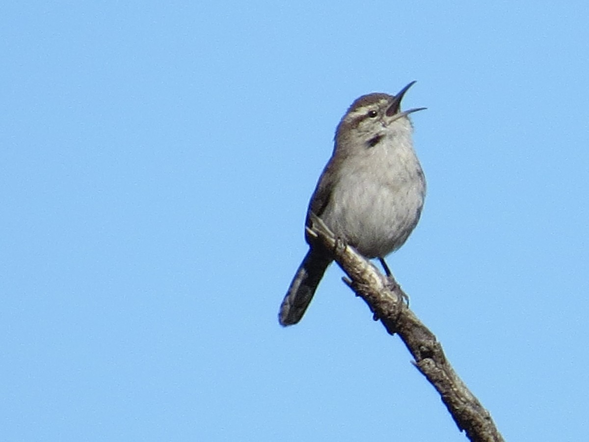 Bewick's Wren - ML208806751