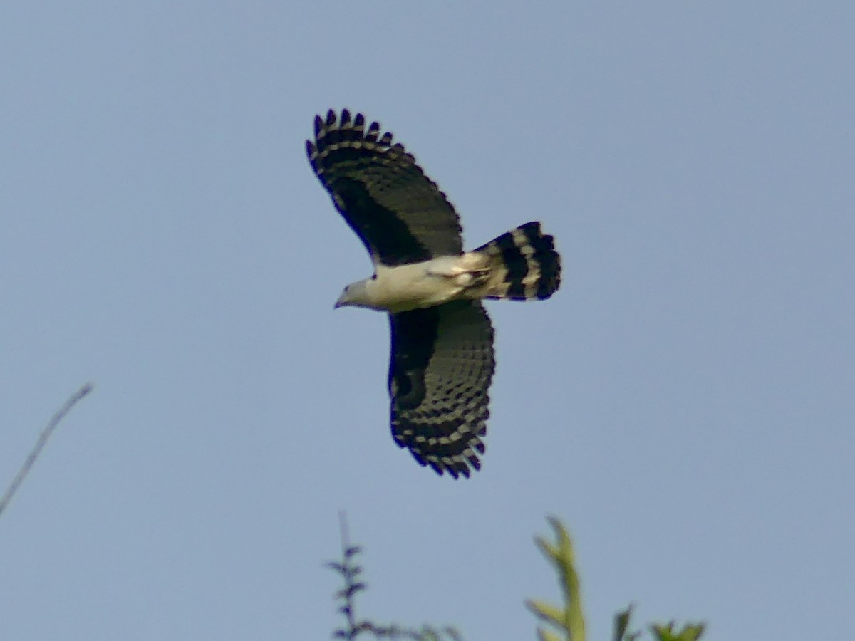 Gray-headed Kite - ML208808811