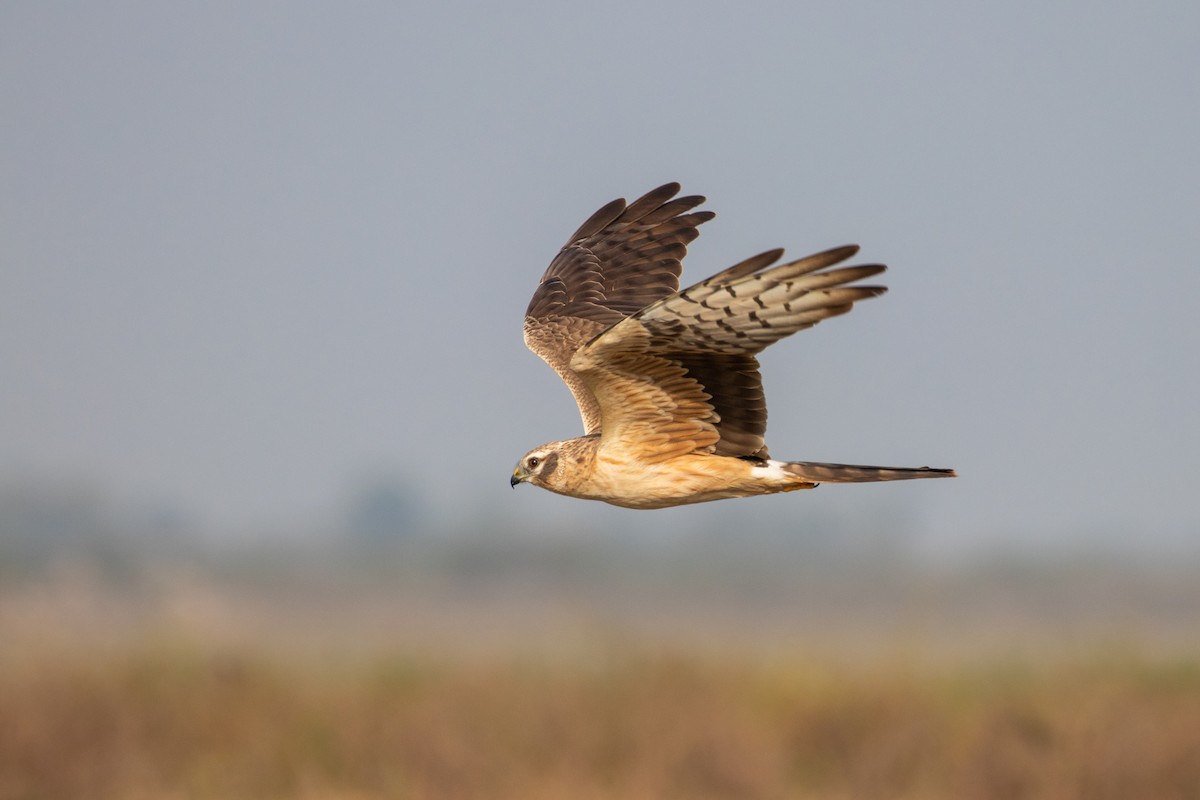 Montagu's Harrier - ML208810221