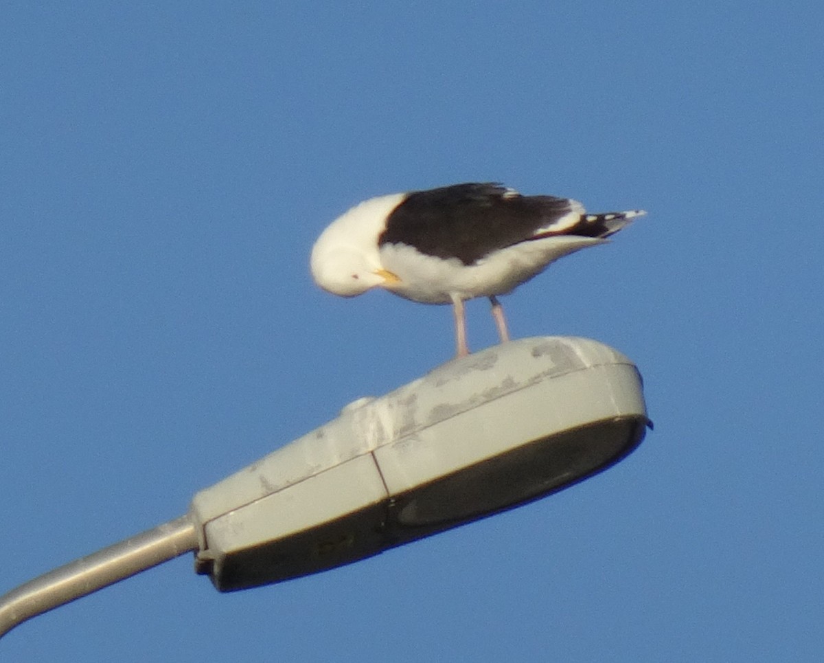 Great Black-backed Gull - ML208811171