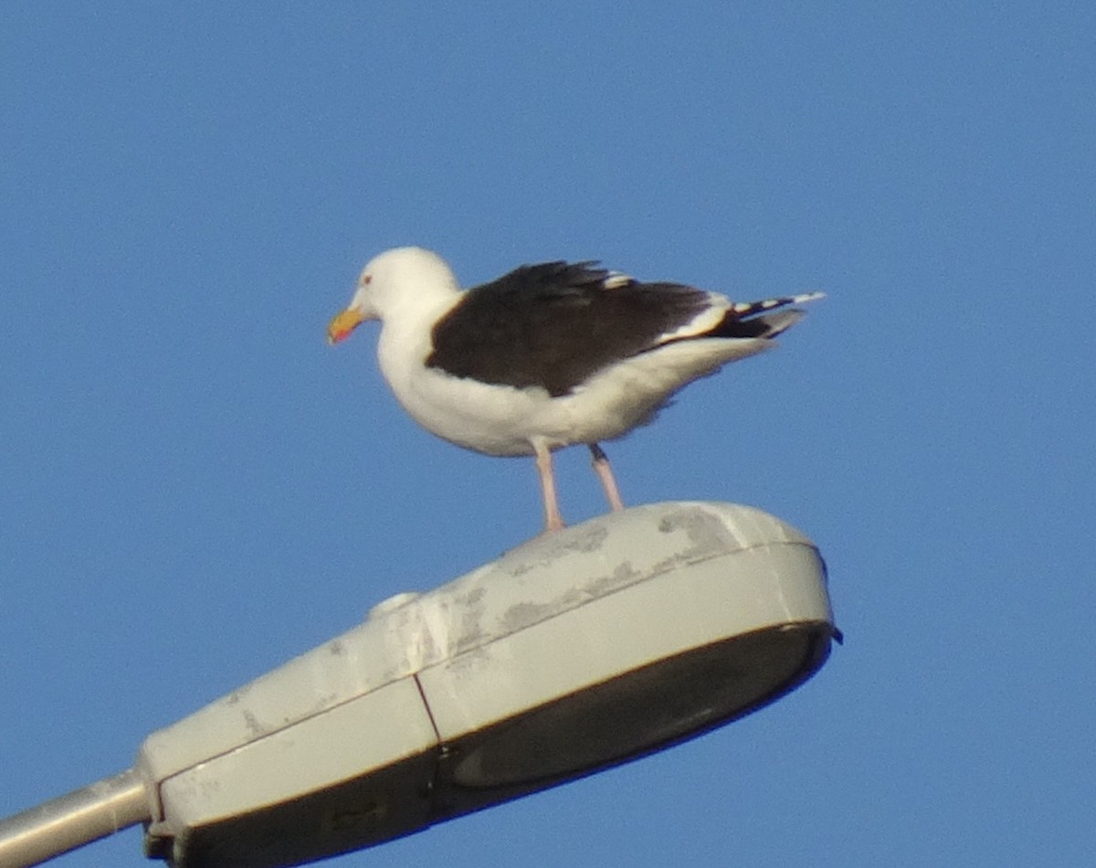 Great Black-backed Gull - Cathy Olson