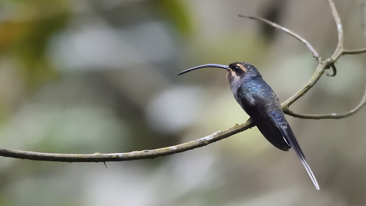kolibřík šedobřichý - ML208811821