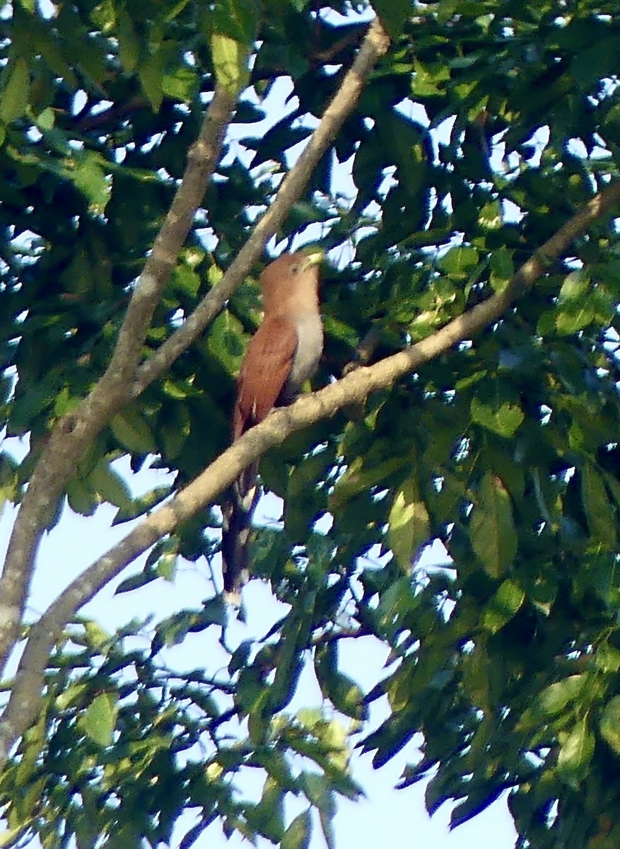 Squirrel Cuckoo - ML208812301