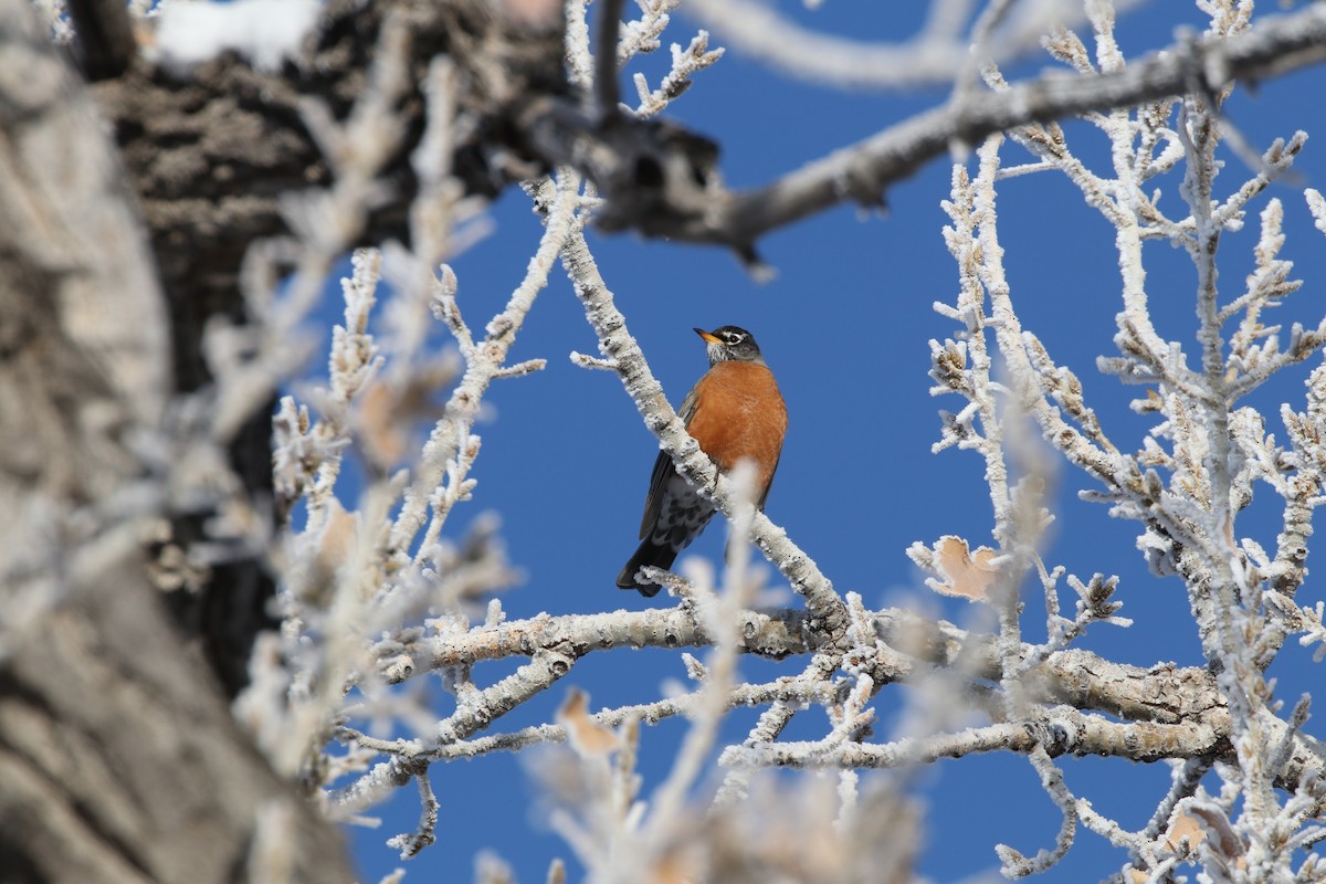 American Robin - ML208813241
