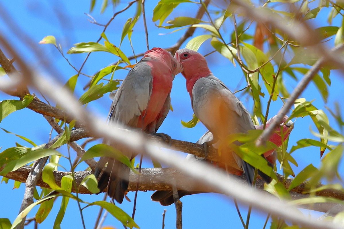 Galah - ML208813561