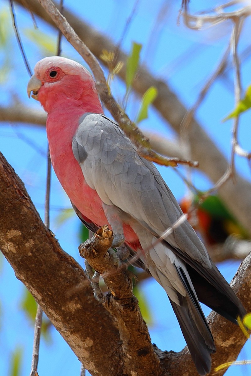 Galah - ML208813571