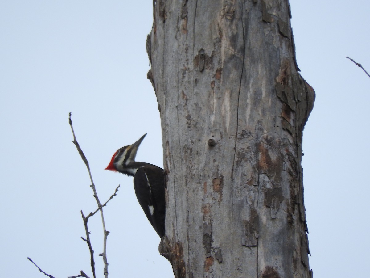 Pileated Woodpecker - ML208813871