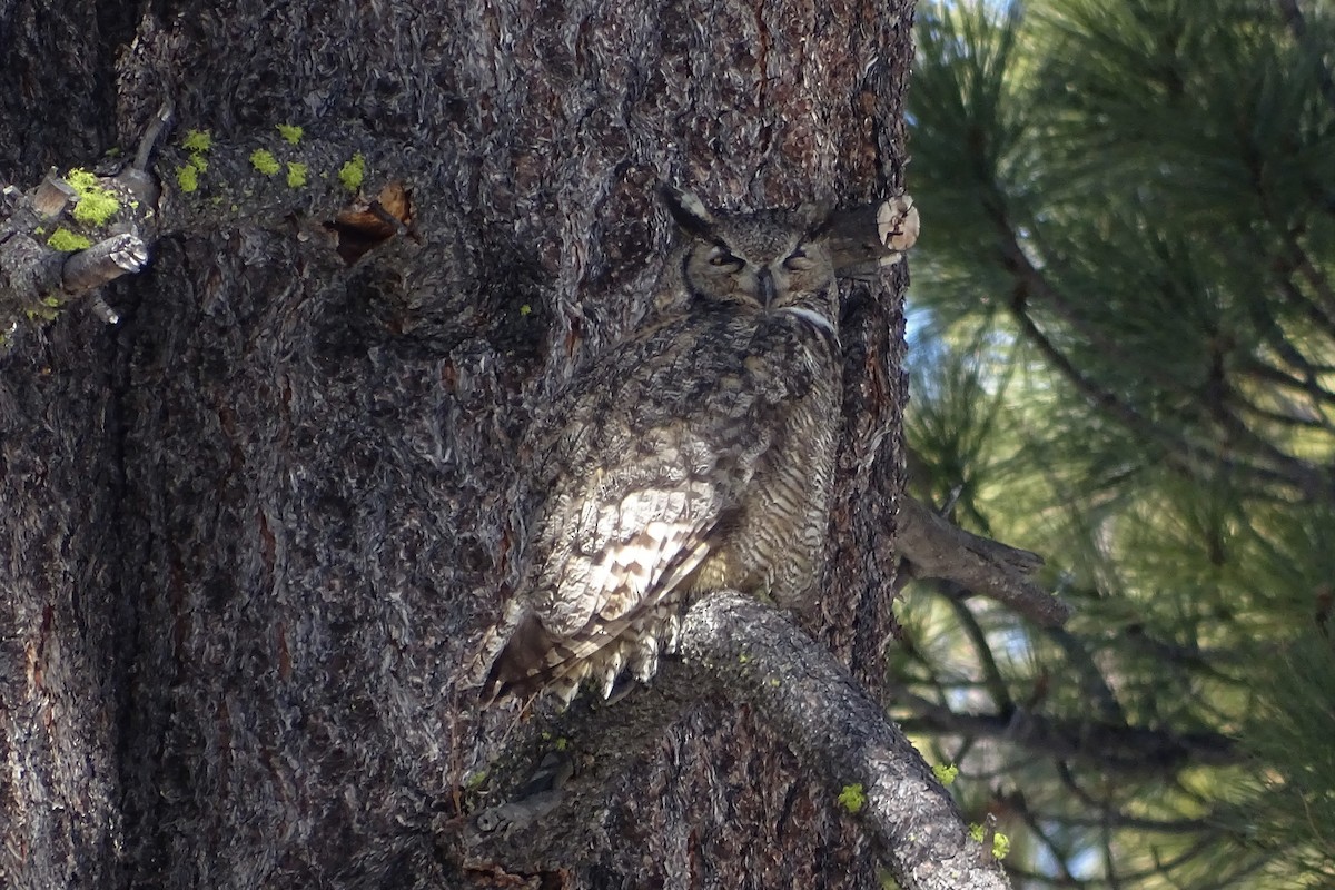 Great Horned Owl - ML208814581