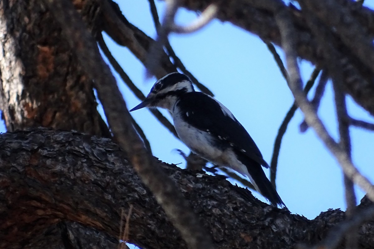 Hairy Woodpecker - ML208814671