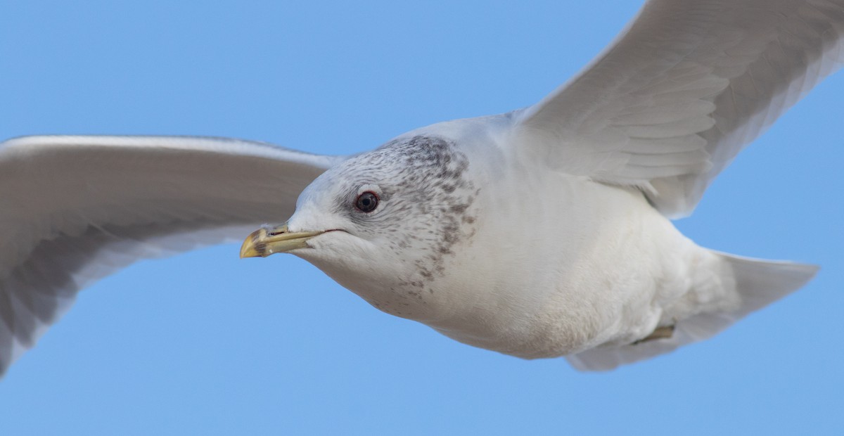 Kaio mokohoria - ML208814851