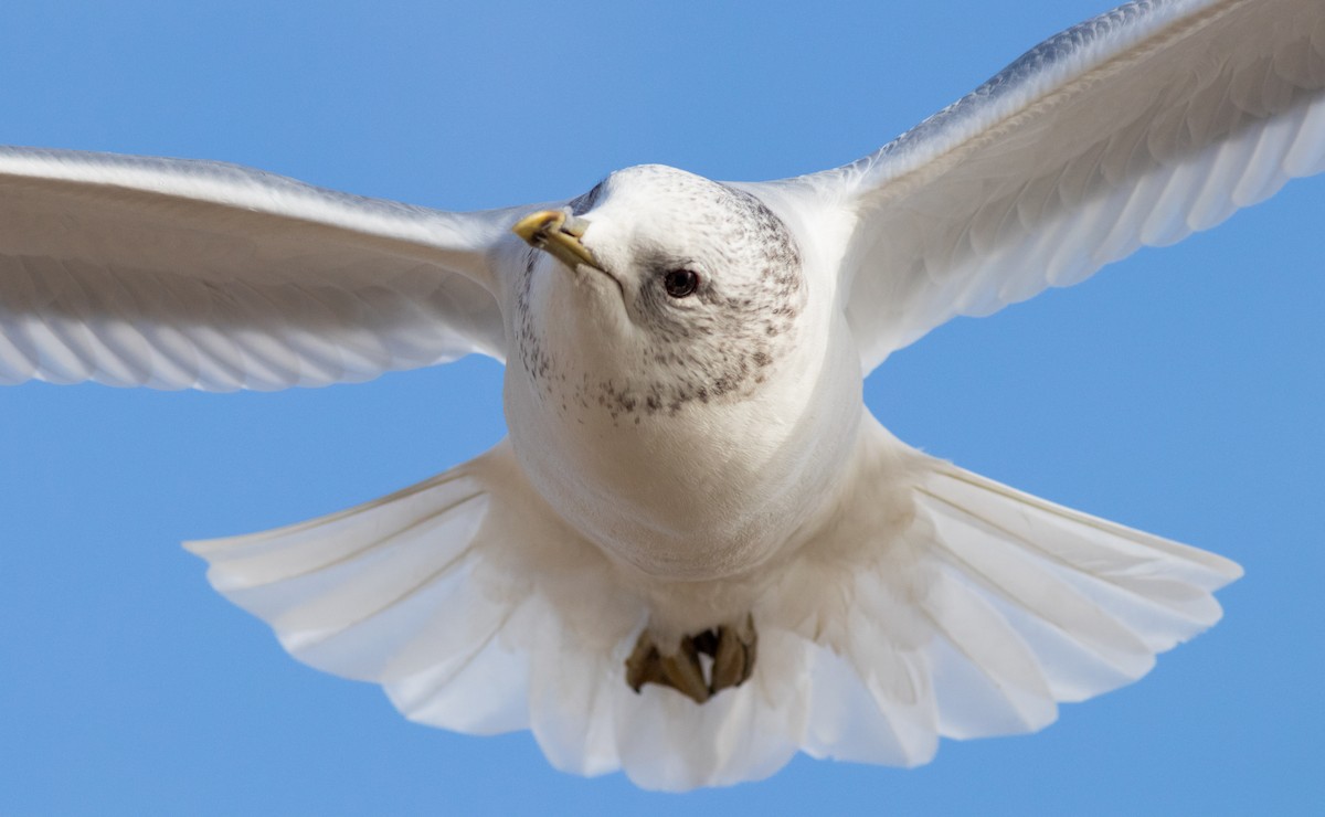 Kaio mokohoria - ML208814861