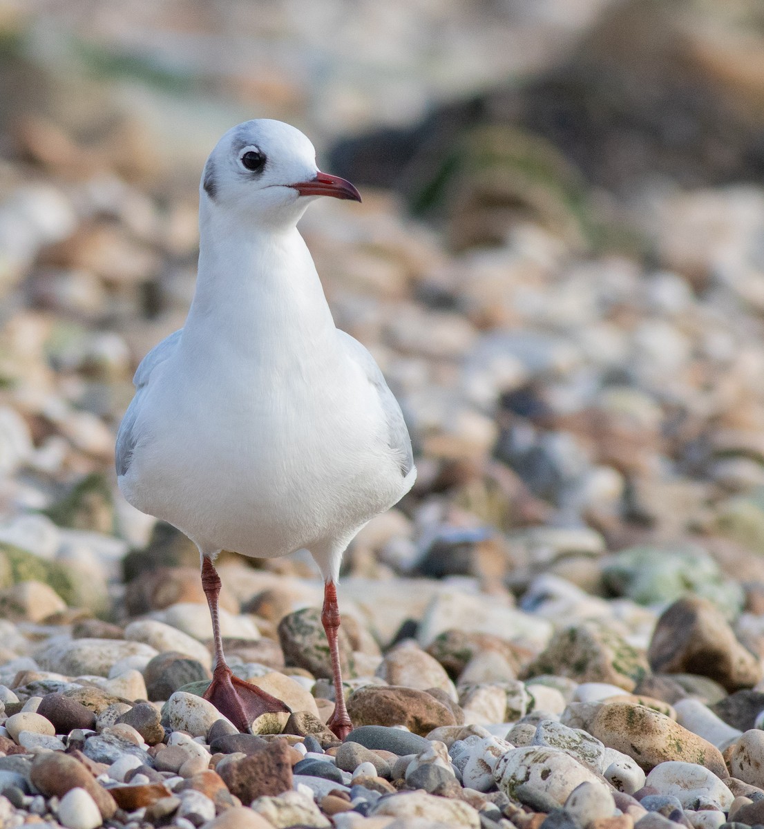 Antxeta mokogorria - ML208814941