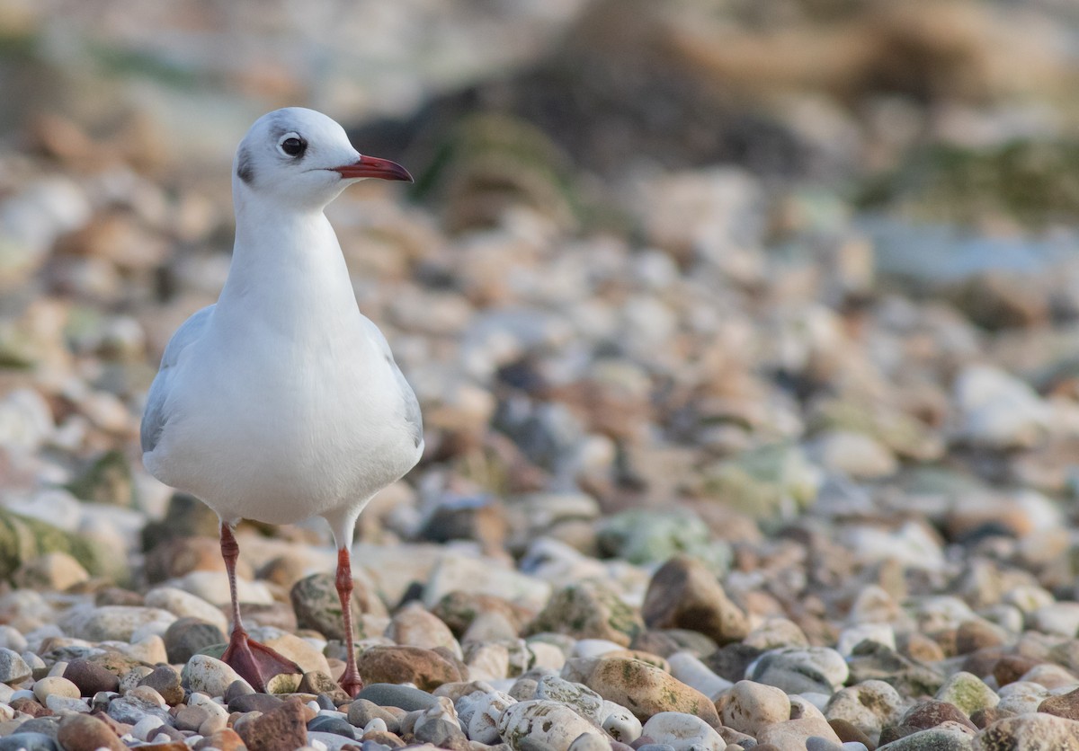 Antxeta mokogorria - ML208814961