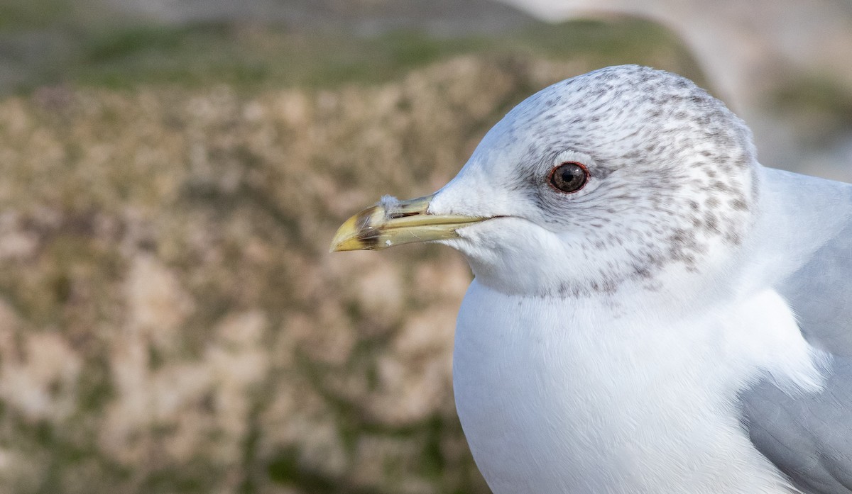 Kaio mokohoria - ML208815021