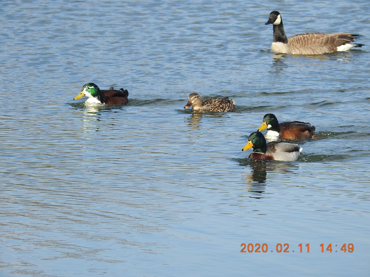 Mallard (Domestic type) - ML208818271