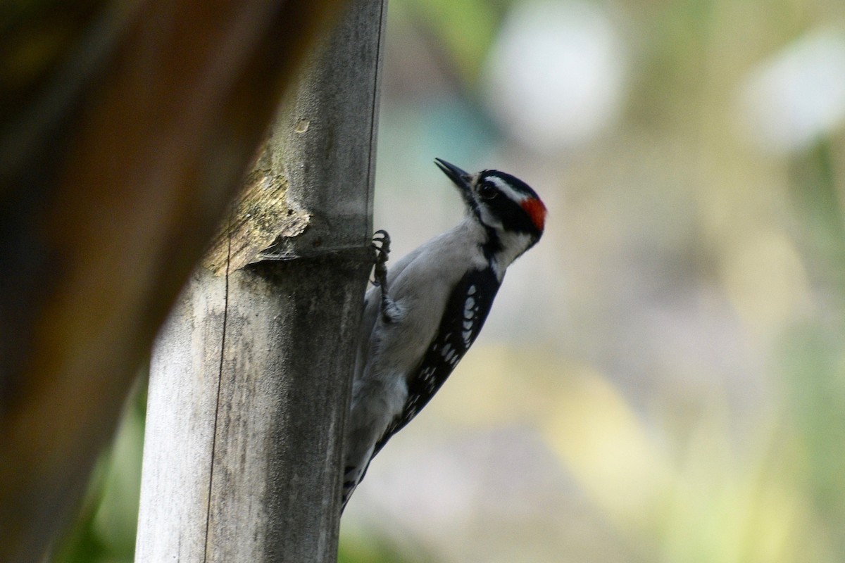 Downy Woodpecker - Alena Capek